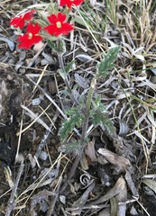 Glandularia peruviana