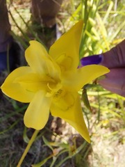 Moraea ramosissima