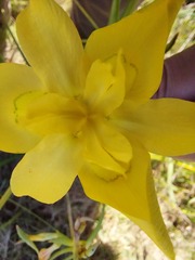 Moraea ramosissima