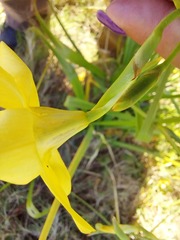 Moraea ramosissima