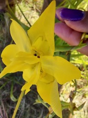 Moraea ramosissima
