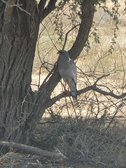 Melierax canorus canorus
