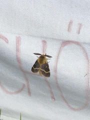 Lemonia dumi