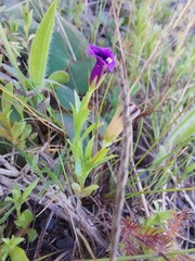 Monopsis debilis