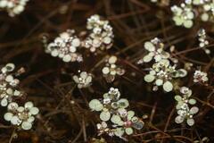 Crassula natans