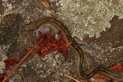 Zamenis scalaris