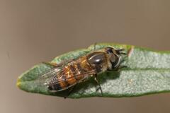 Betasyrphus
