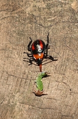 Eocanthecona concinna