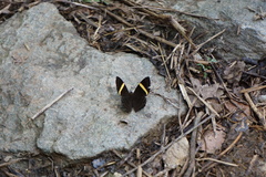 Abisara fylla