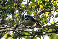 Rhipidura fuliginosa placabilis