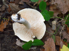 Tricholoma album