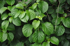 Hydrangea macrophylla
