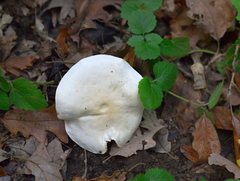 Tricholoma album