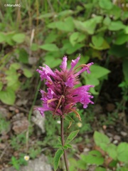 Agastache mexicana