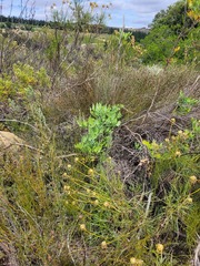 Notobubon galbanum