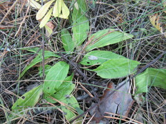 Viola gmeliniana