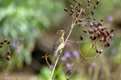 Phylloscopus canariensis