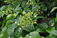 Hydrangea macrophylla