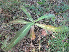 Gentiana macrophylla