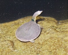 Apalone spinifera guadalupensis