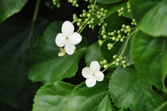 Hydrangea macrophylla