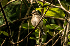 Fringilla coelebs gengleri