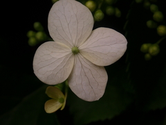 Hydrangea macrophylla