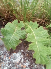 Berkheya umbellata