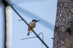 Todiramphus sanctus vagans