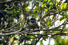 Rhipidura fuliginosa placabilis