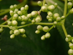 Hydrangea macrophylla