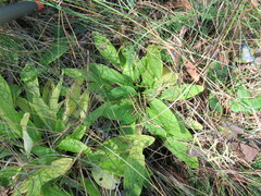 Viola gmeliniana