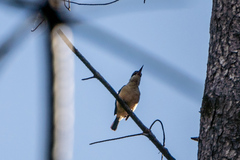 Todiramphus sanctus vagans