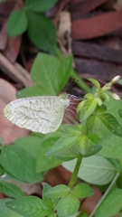 Leptosia nina niobe