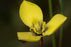 Moraea bellendenii