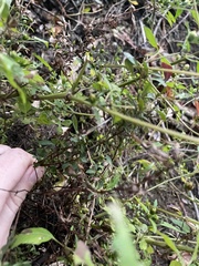 Bidens discoidea