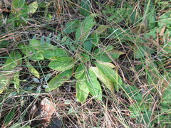 Viola gmeliniana