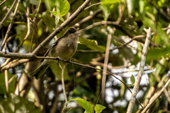 Fringilla coelebs gengleri