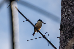 Todiramphus sanctus vagans