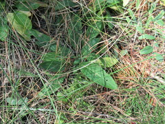 Viola gmeliniana