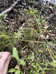 Bidens discoidea