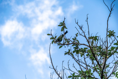 Anthornis melanura melanura