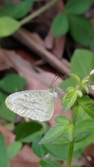 Leptosia nina niobe