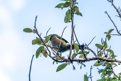 Anthornis melanura melanura