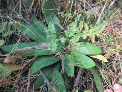 Viola gmeliniana