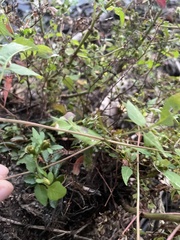 Bidens discoidea