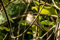 Fringilla coelebs gengleri