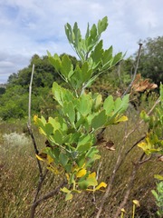 Notobubon galbanum