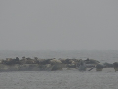 Halichoerus grypus grypus