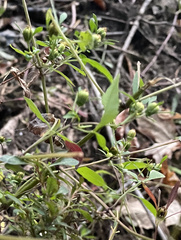 Bidens discoidea
